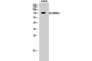 Western Blot (WB) analysis of Jurkat cells using DCAMKL3 Polyclonal Antibody. (DCLK3 antibody  (Internal Region))