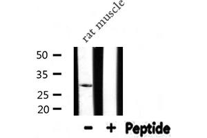 SFRP2 antibody  (Internal Region)