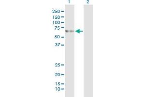 Western Blot analysis of SLC27A5 expression in transfected 293T cell line by SLC27A5 monoclonal antibody (M01), clone 5A7. (SLC27A5 antibody  (AA 90-175))