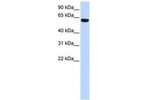 Image no. 1 for anti-Coiled-Coil Domain Containing 11 (CCDC11) (N-Term) antibody (ABIN6741330) (CCDC11 antibody  (N-Term))