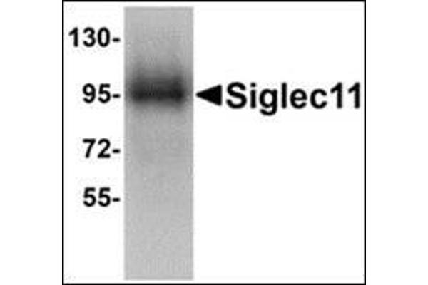 SIGLEC11 antibody  (C-Term)