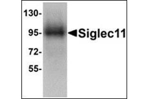 Western blot analysis of Siglec11 in HepG2 cell lysate with this product at 1 μg/ml.