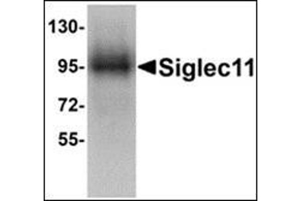 SIGLEC11 anticorps  (C-Term)