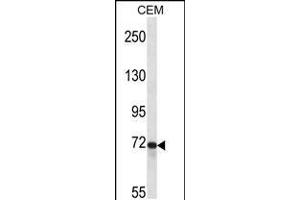 Western blot analysis in CEM cell line lysates (35ug/lane). (PTPRE antibody  (N-Term))