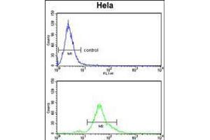 Flow cytometry analysis of Hela cells (bottom histogram) compared to a negative control cell (top histogram). (ACP1 antibody  (N-Term))