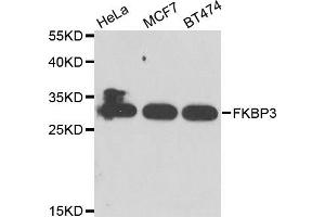 Western blot analysis of extracts of various cell lines, using FKBP3 antibody. (FKBP3 antibody)