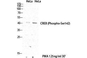 Western Blot (WB) analysis of specific cells using Phospho-CREB-1 (S142) Polyclonal Antibody. (CREB1 antibody  (pSer142))