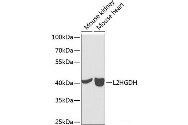 L2HGDH antibody