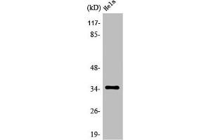 Western Blot analysis of HepG2 cells using Olfactory receptor 6C3 Polyclonal Antibody (OR6C3 antibody  (C-Term))