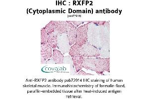 Image no. 1 for anti-Relaxin/insulin-Like Family Peptide Receptor 2 (RXFP2) (3rd Cytoplasmic Domain) antibody (ABIN1738986)