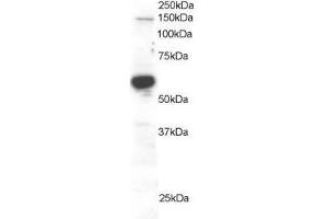 Image no. 1 for anti-Rac GTPase Activating Protein 1 (RACGAP1) (AA 620-632) antibody (ABIN296796) (RACGAP1 antibody  (AA 620-632))