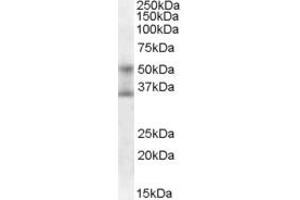 ABIN185021 (0. (FOXA1 antibody  (C-Term))