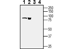 Western blot analysis of rat colon lysate (lanes 1 and 3) and rat small intestine lysate (lanes 2 and 4):1-2.
