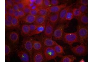 Immunofluorescence staining of methanol-fixed MCF7 cells using VEGFR2(Phospho-Tyr951) Antibody. (VEGFR2/CD309 antibody  (pTyr951))