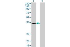 Western Blot analysis of KCNJ15 expression in transfected 293T cell line by KCNJ15 monoclonal antibody (M01), clone 1B2. (KCNJ15 antibody  (AA 290-355))