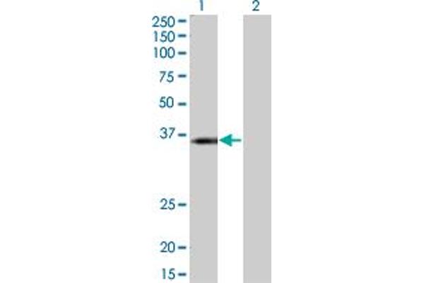 KCNJ15 antibody  (AA 290-355)