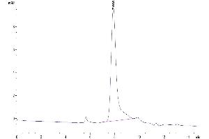 The purity of Human SG3 is greater than 95 % as determined by SEC-HPLC.