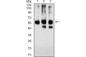 Western blot analysis using KPNA2 mouse mAb against Hela (1), HEK293 (2), and NIH/3T3 (3) cell lysate. (KPNA2 antibody  (AA 1-530))