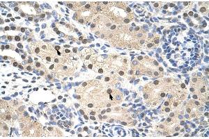Human kidney (RNF14 antibody  (C-Term))