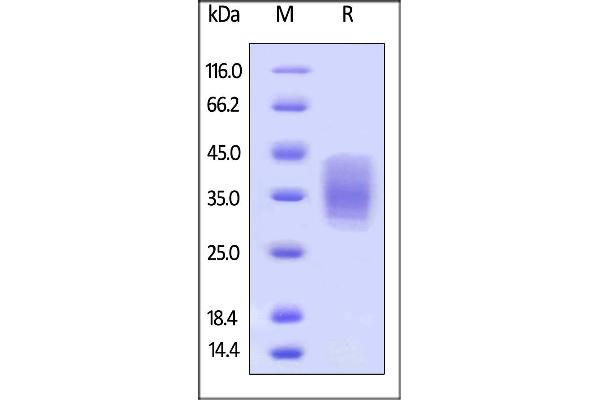 CD147 Protein (AA 22-205) (His tag,AVI tag,Biotin)