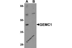 Western Blotting (WB) image for anti-Geminin Coiled-Coil Domain Containing (GMNC) (Middle Region) antibody (ABIN1030936) (GEMC1 antibody  (Middle Region))