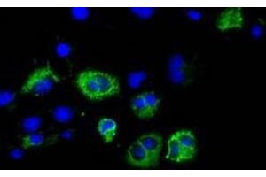 Immunofluorescent staining of COS7 cells transiently transfected with recombinant CISD1 protein using CISD1 antibody (CISD1 antibody)