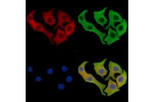 ABIN7096247 and ABIN7100309 staining Hela cells by IF/ICC.
