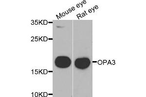 Western blot analysis of extracts of various cell lines, using OPA3 antibody (ABIN5975243) at 1/1000 dilution. (OPA3 antibody)