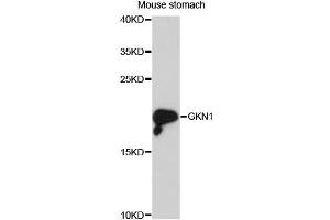 Western blot analysis of extracts of mouse stomach, using GKN1 antibody (ABIN6293092) at 1:3000 dilution.