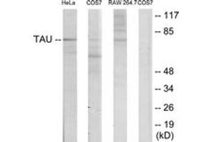 Western blot analysis of extracts from HeLa/COS7/RAW246. (tau antibody  (AA 526-575))