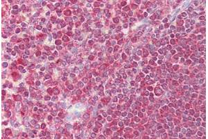 Anti-EGR3 antibody IHC staining of human spleen. (EGR3 antibody  (AA 35-84))