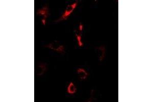 Immunofluorescent analysis of Nop30 staining in U2OS cells.