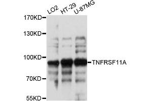 Western blot analysis of extracts of various cell lines, using TNFRSF11A antibody. (TNFRSF11A antibody)