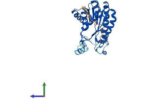 AlphaFold protein structure predicition of Human Recombinant DHRS4 Protein, UniprotID Q9BTZ2 (DHRS4 Protein (AA 1-278) (His tag))