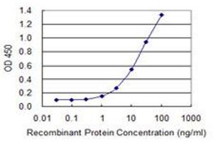 Detection limit for recombinant GST tagged FOXP2 is 0. (FOXP2 antibody  (AA 616-715))