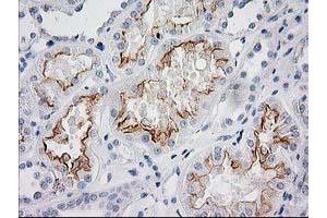 Image no. 10 for anti-BAI1-Associated Protein 2 (BAIAP2) antibody (ABIN1496805) (BAIAP2 antibody)