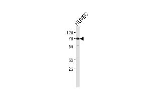 Western blot analysis in HUVEC cell line lysates (35ug/lane). (ORC2 antibody  (AA 208-237))