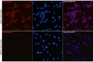 Immunofluorescence analysis of Daudi and Jurkat(Negative sample) cells using CD79a Rabbit mAb (ABIN7265805) at dilution of 1:50 (40x lens). (CD79a antibody)
