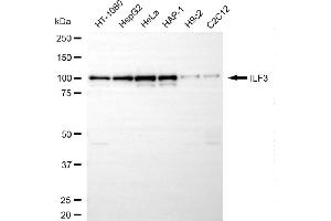 anti-Interleukin enhancer-binding factor 3 (ILF3) antibody