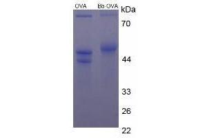 Bilirubin protein (Ovalbumin)