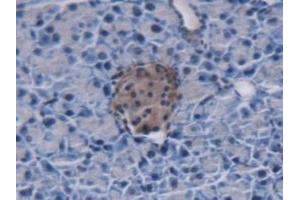 Detection of MUC5B in Mouse Pancreas Tissue using Polyclonal Antibody to Mucin 5 Subtype B (MUC5B) (MUC5B antibody  (AA 75-295))