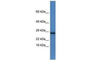 Image no. 1 for anti-NADH Dehydrogenase (Ubiquinone) Flavoprotein 2, 24kDa (NDUFV2) (C-Term) antibody (ABIN6746517) (NDUFV2 antibody  (C-Term))