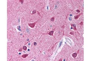 Anti-Gi Alpha 1/2 antibody IHC of human brain, cortex. (Gi alpha 1/2 (AA 345-354) antibody)
