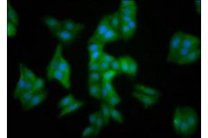 Immunofluorescence staining of HepG2 cells with ABIN7159657 at 1:100, counter-stained with DAPI.
