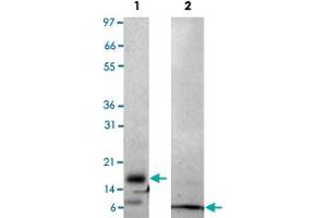 Lane 1: non-reducing conditions Lane 2: reducing conditions (RETNLB Protein)