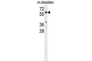 CTSA Antibody (N-term) western blot analysis in mouse bladder tissue lysates (35µg/lane). (CTSA antibody  (N-Term))