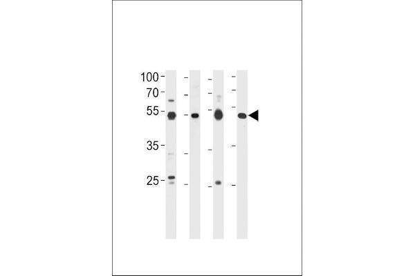 HINFP Antikörper  (AA 317-346)