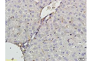 Formalin-fixed and paraffin embedded rat liver tissue labeled with Anti-CXCL13 Polyclonal Antibody, Unconjugated (ABIN706691) at 1:200 followed by conjugation to the secondary antibody and DAB staining (CXCL13 antibody  (AA 23-109))