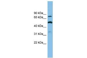 SLC26A1 antibody used at 1 ug/ml to detect target protein. (SLC26A1 antibody)
