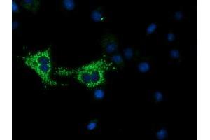 Anti-COX6A1 mouse monoclonal antibody (ABIN2452917) immunofluorescent staining of COS7 cells transiently transfected by pCMV6-ENTRY COX6A1 (RC210485). (COX6A1 antibody)